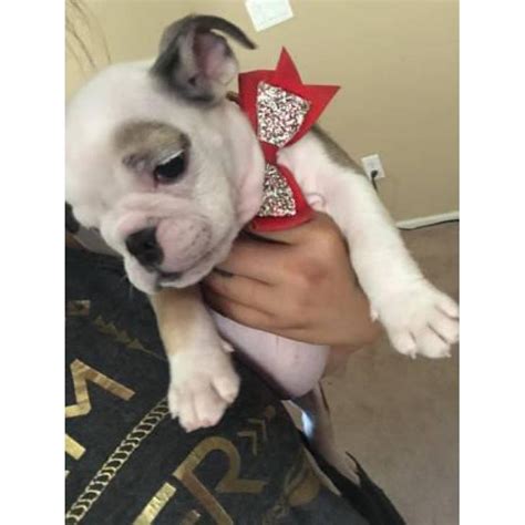 We found 115 english bulldog dogs and puppies for sale in the uk. 9 weeks old English Bulldog Puppies in Phoenix, Arizona ...