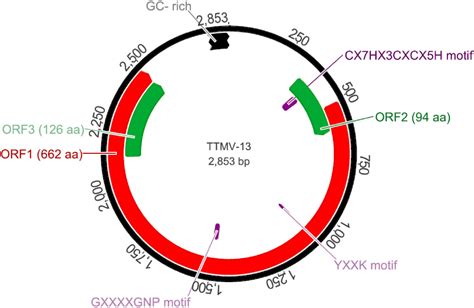 Identification Of A New Genotype Of Torque Teno Mini Virus Springerlink