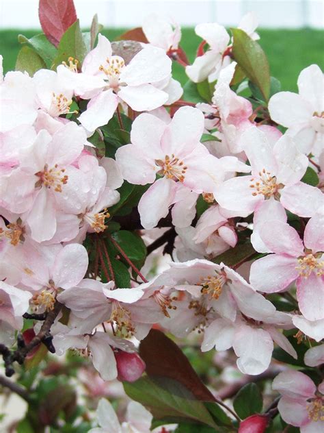 13 Of The Most Colorful Crabapple Trees For Your Yard