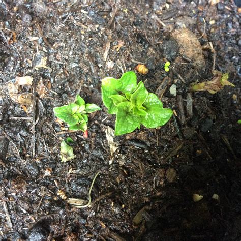 The potato is a root vegetable native to the americas, a starchy tuber of the plant solanum tuberosum, and the plant itself is a perennial in the nightshade family, solanaceae. identification - Is this a potato plant? - Gardening ...