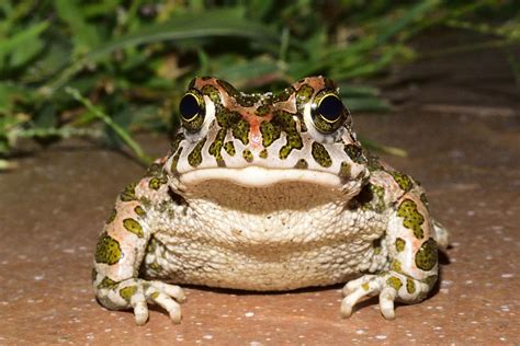 Free Images Nature Grass Animal Wildlife Macro Frog Toad