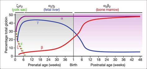 Approximate Timing Weeks And Level Of Globin Of Expression Of The