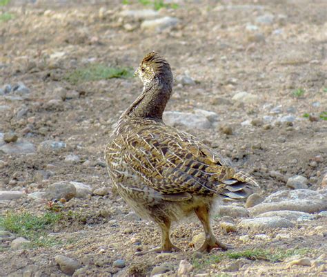 Baby Grouse Photograph By Chad Vidas Fine Art America