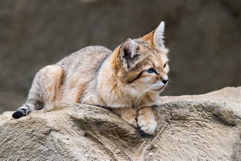 8 Fascinating Facts About The Sand Cat