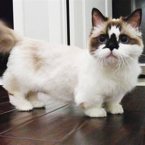 Meet Albert The Cutest Munchkin Cat With Unique Skull Nose And