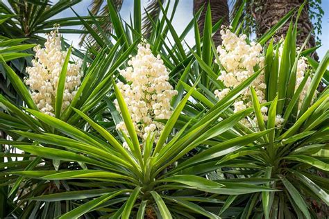 5 Of The Best Fertilizers For A Yucca Plant