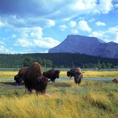Banff Bison 101 Banff National Park
