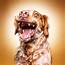 Funny Dog Faces ‹ Erblickencom