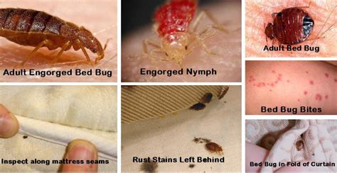 Bed Bugs Types Facts And How To Identify Bed Bug Trea Vrogue Co