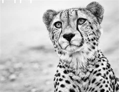 Cheetah David Da Costa Photography