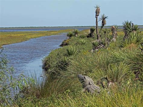 Laguna Atascosa National Wildlife Refuge A Texas National Wildlife