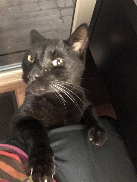 Found Small Adult Black Cat Possibly Male In Southwood