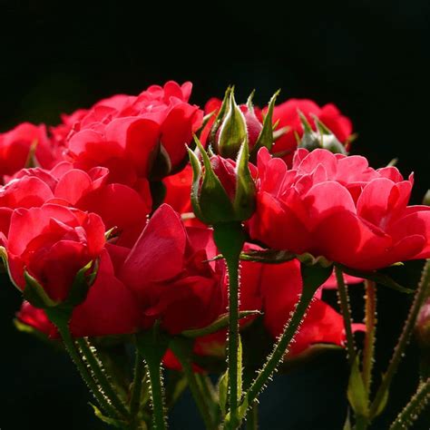 Foto Bunga Mawar Dan Cara Penyerbukannya Koleksi Foto