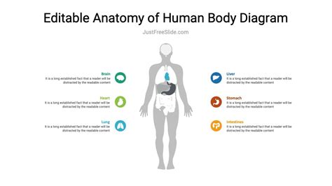 Anatomy Of Human Body Diagram Ppt Template Just Free Slide