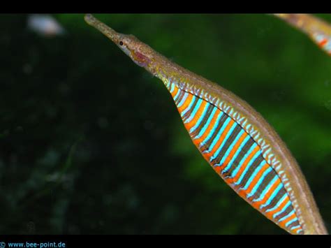 Freshwater Pipefish Freshwater Seahorse Aquarium Fish Freshwater Fish