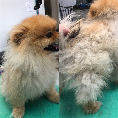 Why We Do Not Shave Or Clipper Double Coated Breeds Short Gordons
