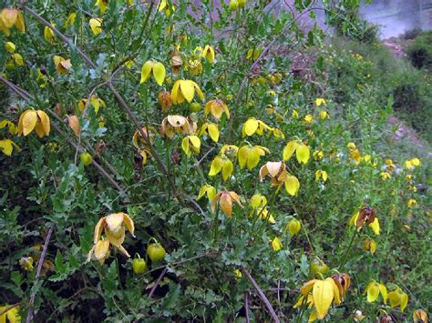 Maybe you would like to learn more about one of these? Clematis tangutica in Flora of China @ efloras.org