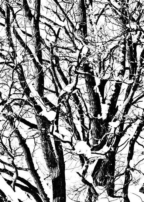 Oak Tree Winter Snow Poster By Art Ofphotos Displate