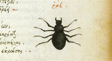 The Contribution Of Insect Remains To An Understanding Of The