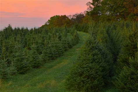 50 Best Christmas Tree Farms In America