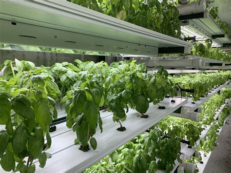 Hydroponics, or growing plants in a nutrient solution root medium, is a growing area of commercial food production and also is used for home food production by hobbyists. Top 10 Benefits of Hydroponic Farming - Pure Greens ...
