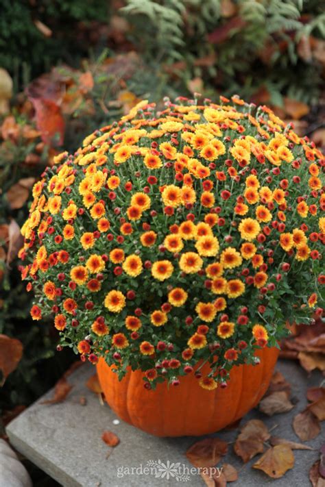 And when autumn arrives, sit back and enjoy the fall colors. How to Care for Mums and Keep Them Blooming All Year Long