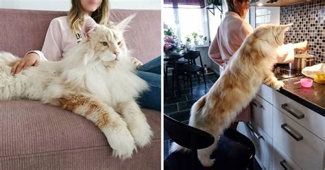 Meet Lotus The Huge Fluffy Maine Coon Cat Thats Going Viral On Instagram