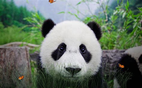 3d, nature, holidays, animated, animals, etc. Cute Panda Screensaver - Screensavergift.com
