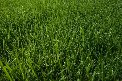 Lawn Care Tips And Tricks Thriftyfun