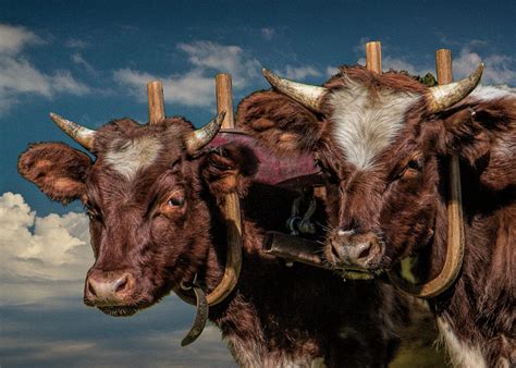 Team Of Oxen Photograph By Randall Nyhof Pixels