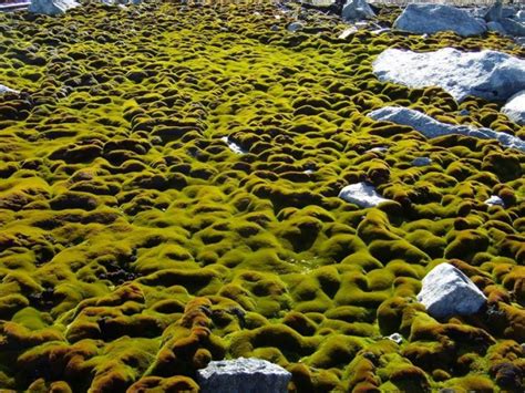 Moss Is Growing At An Alarming Pace In Antarctica