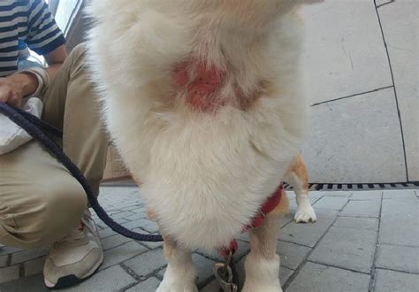 How Do You Treat A Dog Burn On A Leash