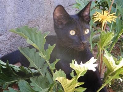 Looking for a baby name worthy of the lovable little luminary you're adding to your lineage is a labor of love for sure — and if you're looking for baby names beginning with l, there's a whole list of lovely, laudable options. cat Names Beginning With L