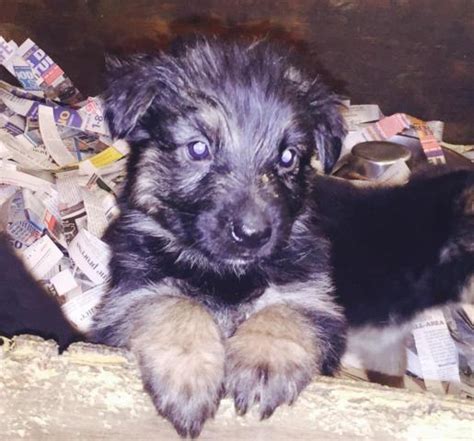 Excellent temperments,health, beauty and brains.… AKC German Shepherd Puppies long hair!! for Sale in Oxford ...