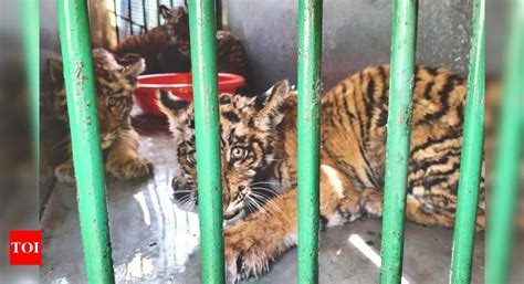 ‘miracle In Jungle 4 Two Month Old Tiger Cubs Rescued 12 Days After