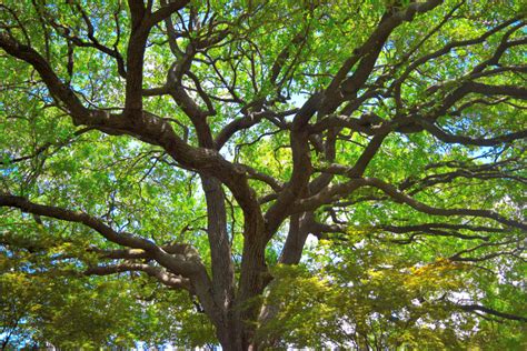 Oak Tree Canopy Casey Tree Experts