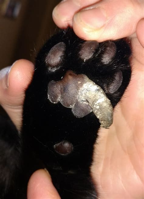 Cat Has This Growth On His Paw What Is It Rcathelp