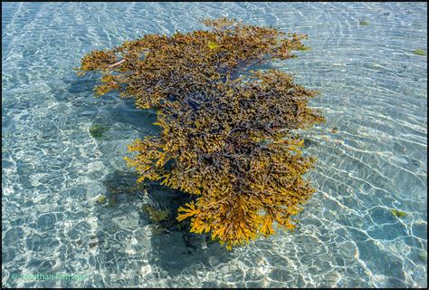 Bladderwrack Seaweed Flotilla Eriskay Outer Hebrides Flickr