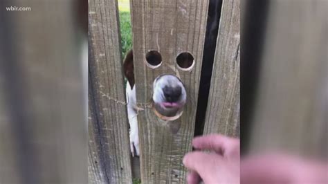 Peep Hole In Fence Makes Pup Very Happy Wbir Com
