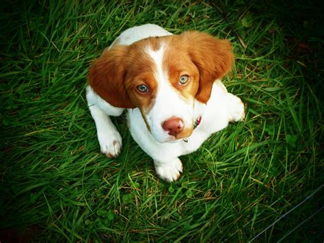 Brittany Spaniel Puppy Photograph By Meredith Winn Photography Fine