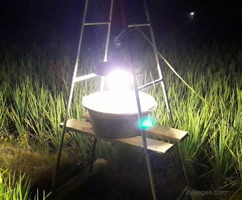 Penggunaan Lampu Perangkap Untuk Pengendalian Serangga Hama Hijau Gerakan Peduli Lingkungan