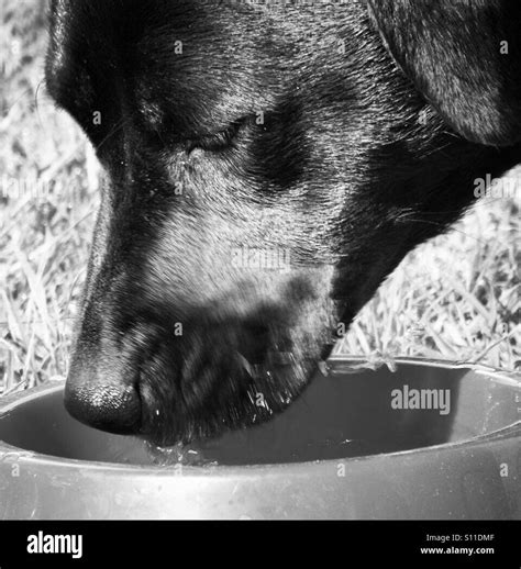 Dog Drinking Water Stock Photo Alamy