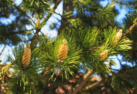 Minnesota Pine Trees 3 Common Varieties Gfl Outdoors