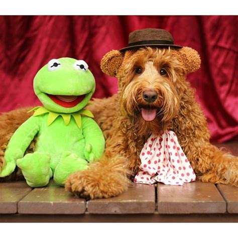 Meet The Goldendoodle Who Is Basically A Muppet In Disguise Bark Post