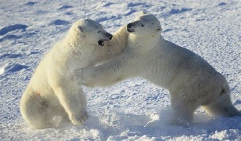 L'ours polaire est un grand mammifère carnivore de la famille des ursidés. Ours Polaire Plage Tropicale - Pewter