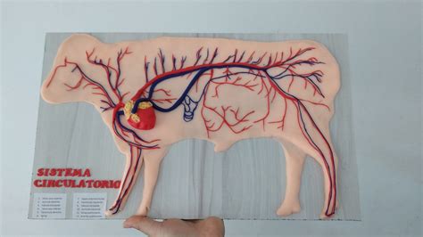 Maqueta Sistema Circulatorio Bovino Maquetas Sistema Circulatorio My