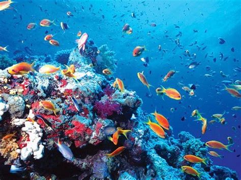 Hawaii Court Halts Commercial Scooping Of Fish For Aquarium Ocean Sentry