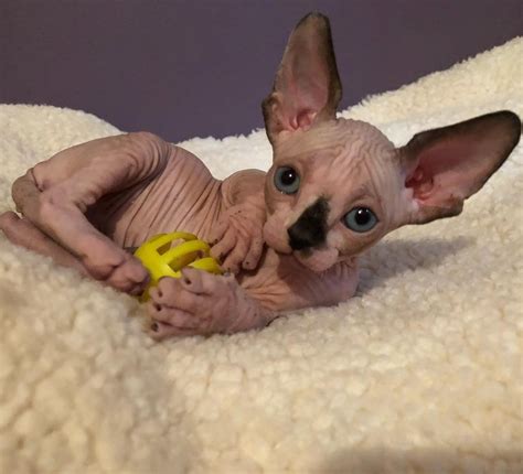The sphynx cat is a breed of cat known for its lack of coat (fur). Sphynx Cats For Sale | Austin, TX #287629 | Petzlover
