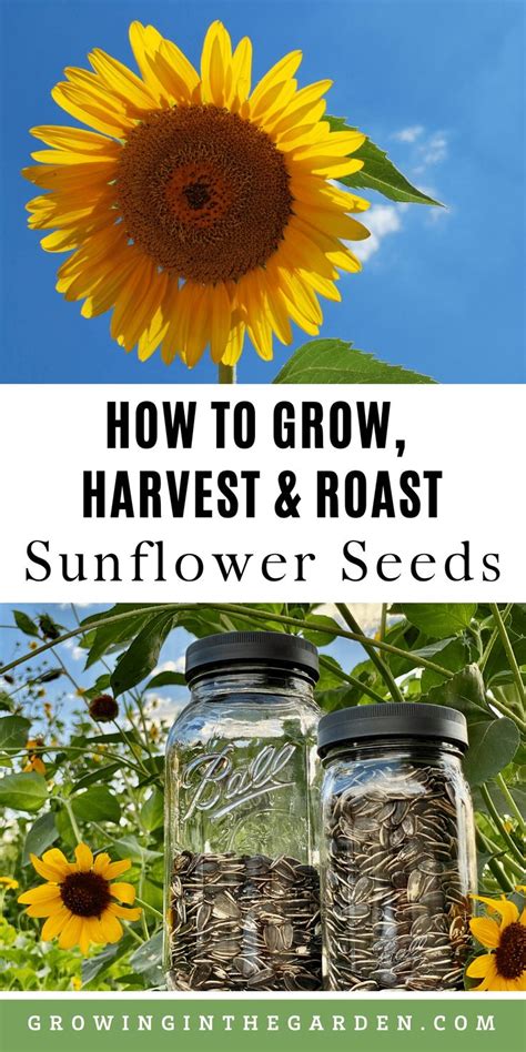 How To Grow Harvest And Roast Edible Sunflower Seeds Sunflower