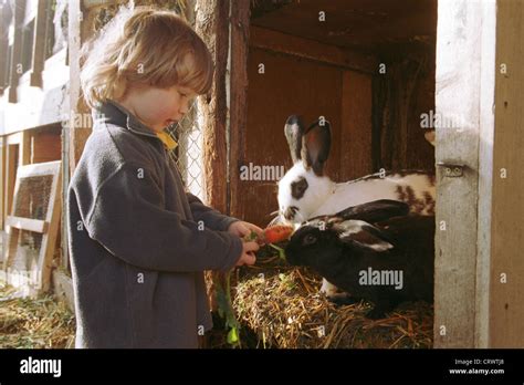One Child When Feeding Rabbits Stock Photo Alamy